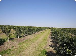 2000 - Aumento Portifólio