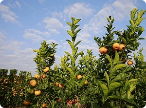 2010 - Aumento Produção