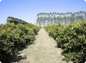 2020 - Aumento Produção